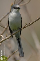 Pericrocotus divaricatus