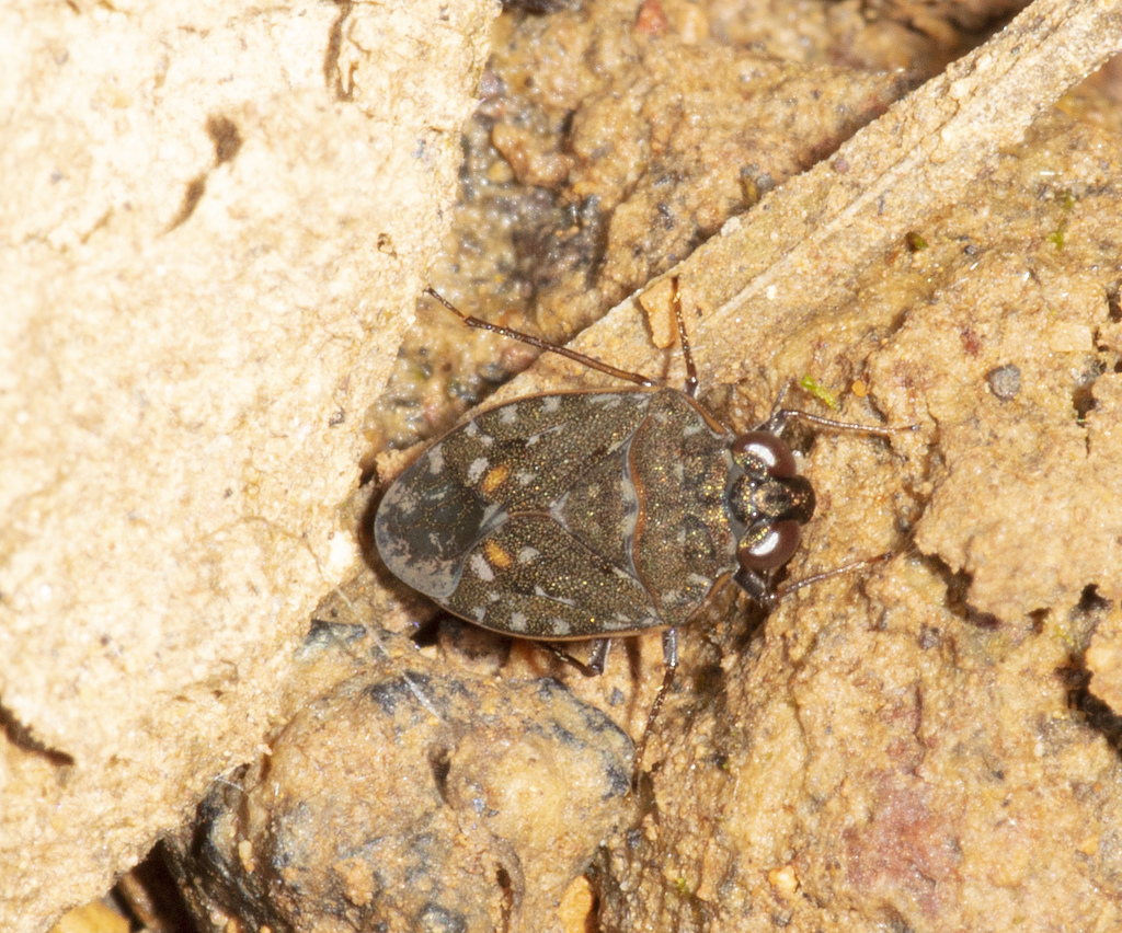 Ochterus manni