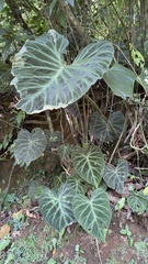 Philodendron verrucosum image