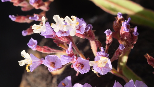 Limonium imbricatum image