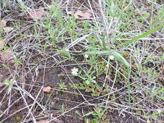 Chaetopappa asteroides