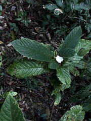 Atractocarpus hirtus