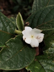 Atractocarpus hirtus