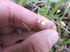 Chaetopappa asteroides
