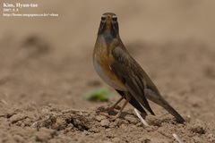 Turdus obscurus