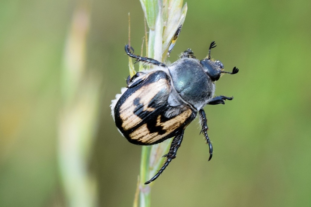Anisoplia