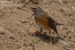 Turdus obscurus