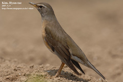 Turdus obscurus