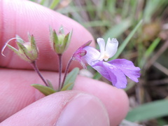 Collinsia violacea