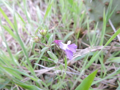Collinsia violacea
