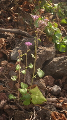 Pericallis papyracea image