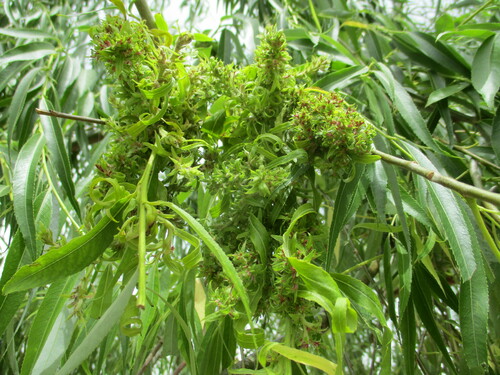 Stenacis triradiata nuotrauka