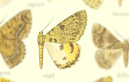 Dindicodes vigil