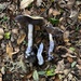 Cortinarius stephanopus - Photo (c) Cristian Riquelme, some rights reserved (CC BY), uploaded by Cristian Riquelme