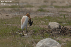 Bubulcus ibis coromandus