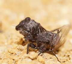 Pauropsalta mneme