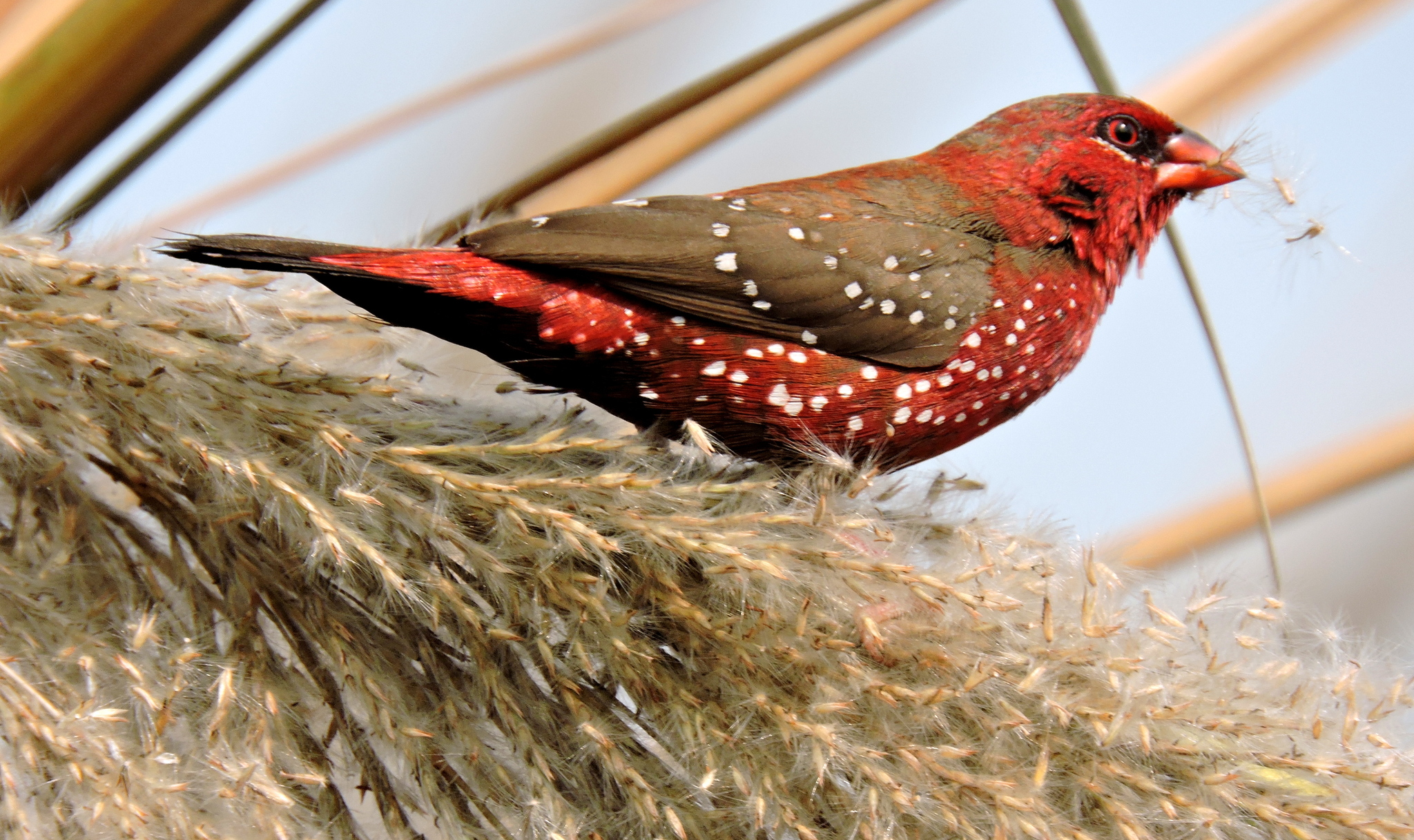 Red Avadavat