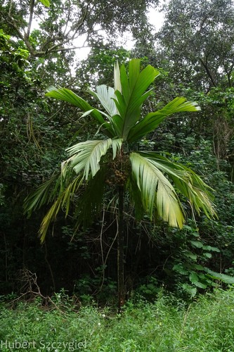 Pelagodoxa henryana