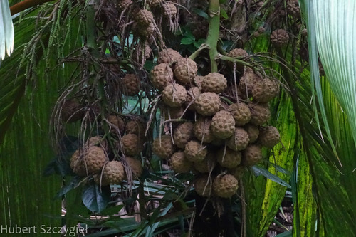 Pelagodoxa