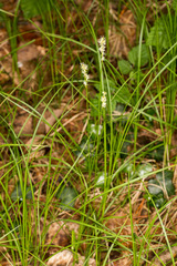 Carex brizoides