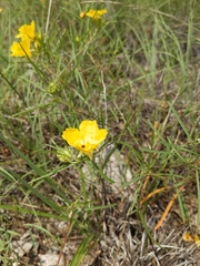 Prairie Coneflower (Calylophus)