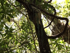 Haplopteris elongata