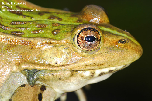 Black-spotted Frog
