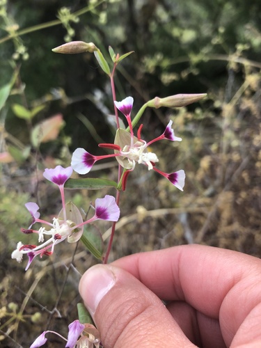 Springville clarkia (Clarkia springvillensis)