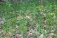 Carex brizoides