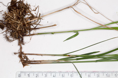 Carex brizoides
