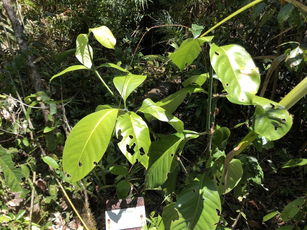 Potaliinae