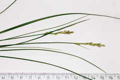 Carex brizoides