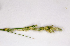 Carex brizoides