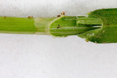 Carex brizoides