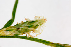 Carex brizoides