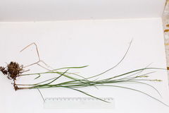 Carex brizoides