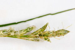 Carex brizoides