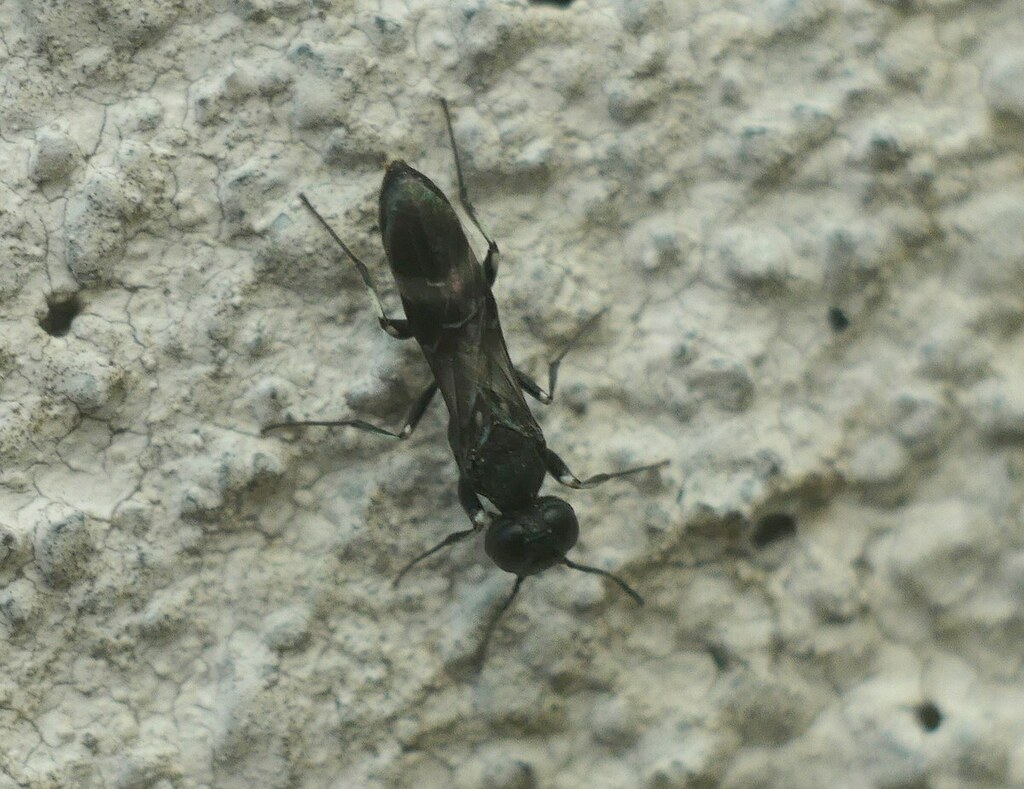 Orussus unicolor