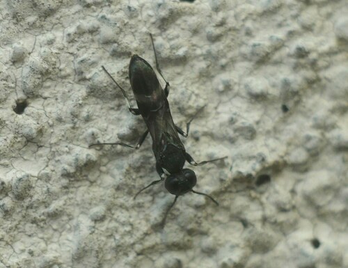 Orussus unicolor