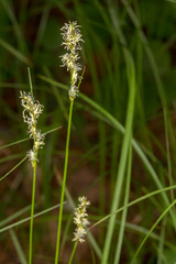 Carex brizoides