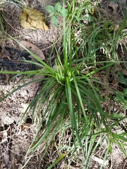 Cyperus mindorensis