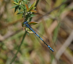 Austrocoenagrion lyelli