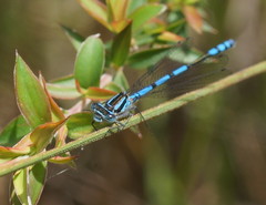 Austrocoenagrion lyelli