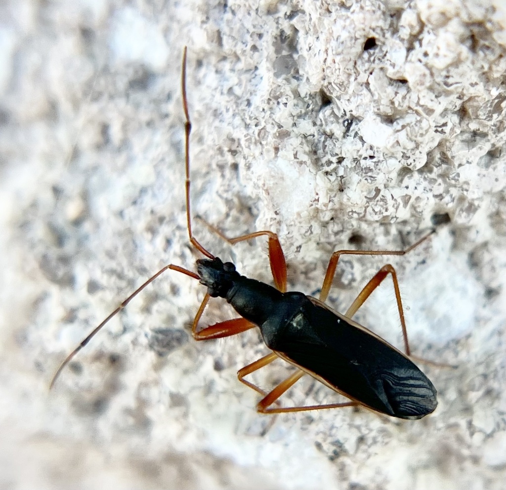 Cnemodus hirtipes