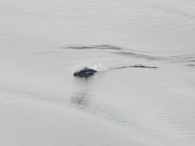 Dall s Porpoise