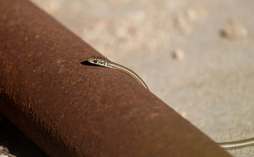 iNaturalist observation photo of Striped Racer