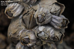 Fistulobalanus albicostatus