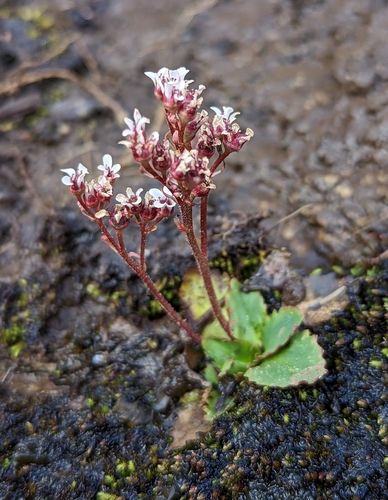 redfuzz saxifrage (Saxifraga eriophora)