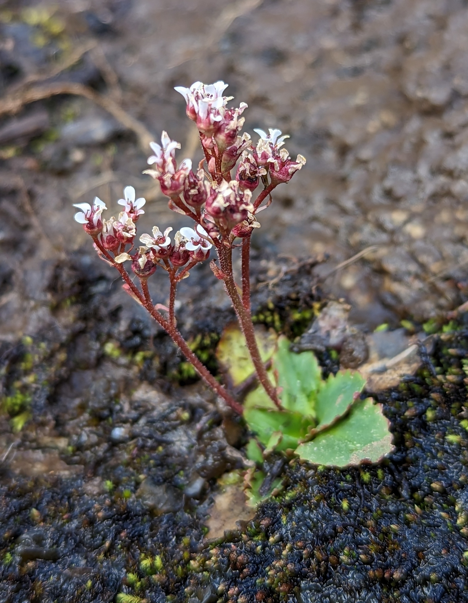 Micranthes eriophora