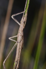 Zaprochilinae